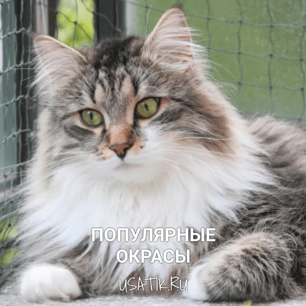 Популярные окрасы сибирских кошек