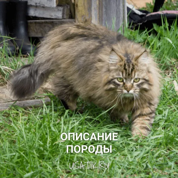 Сибирская кошка - описание породы