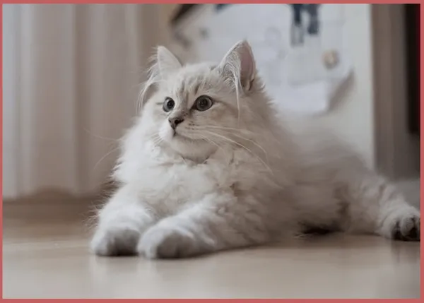 Белая сибирская кошка: внешний вид, характер и правила ухода. Сибирская кошка белая. 2