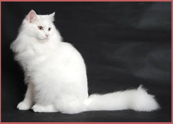 Белая сибирская кошка: внешний вид, характер и правила ухода