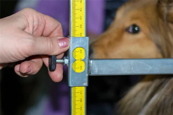Измеряем рост собаки правильно. Как измерить рост собаки. 3