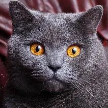 Британская короткошерстная кошка. Британская кошка характер. 9