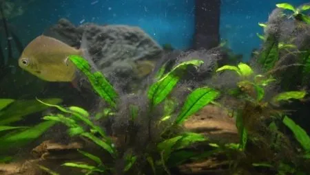 Черные водоросли в аквариуме: почему возникают и как с ними бороться. Черные водоросли в аквариуме. 16