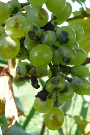 Что такое антракноз винограда и чем лечить болезнь. Антракноз винограда фото и чем лечить. 13