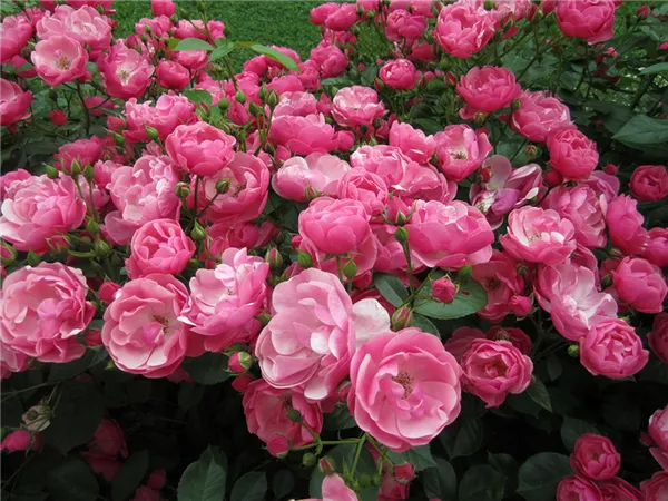 Что такое розы шрабы: лучшие сорта, правила посадки и выращивания. Роза шраб что это такое. 13
