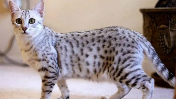 Египетская мау: описание породы, стандарты, содержание. Египетская кошка фулл. 6