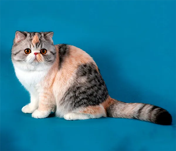 Экзотическая короткошерстная кошка. Экзотическая короткошерстная кошка. 14