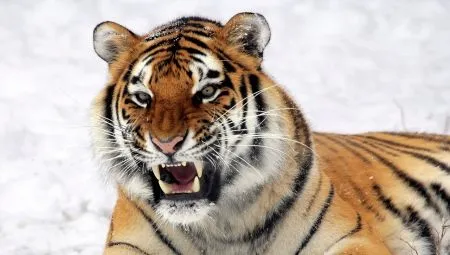 Год Тигра: описание символа и характеристика людей. Год тигра какие года. 16