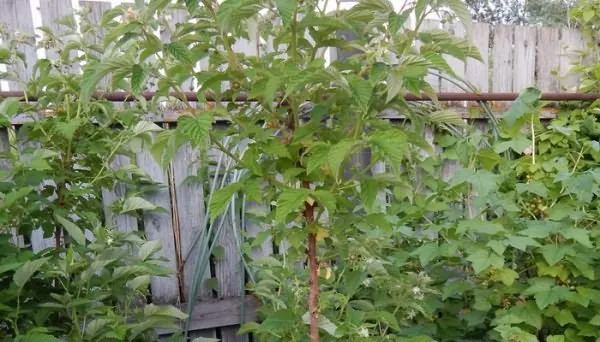 Сорт малины Таруса: тонкости ухода за малиновым деревцем. Малиновое дерево таруса. 1