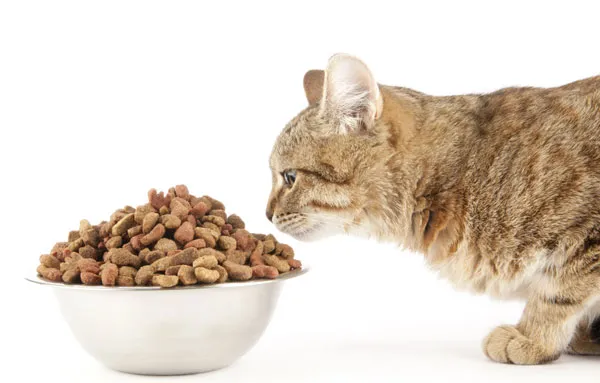 Можно ли кормить кошку только сухим кормом. Можно ли кормить кошку только сухим кормом. 13