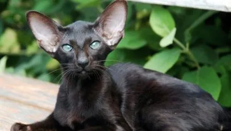 Описание и условия содержания черных ориентальных кошек. Ориентальная кошка черная. 7