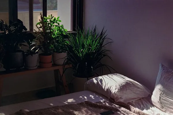 Почему нельзя держать много растений в спальне. Цветы для спальни. 14