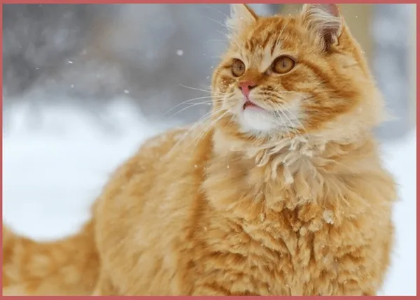 Сибирские коты рыжего окраса: особенности характера, поведения и внешнего вида. Сибирский кот рыжий. 1