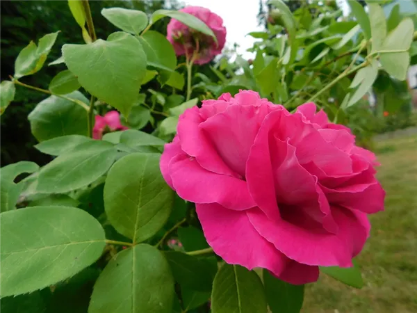 Роза без шипов — какие бывают, плетистые и другие виды. Роза без шипов. 11