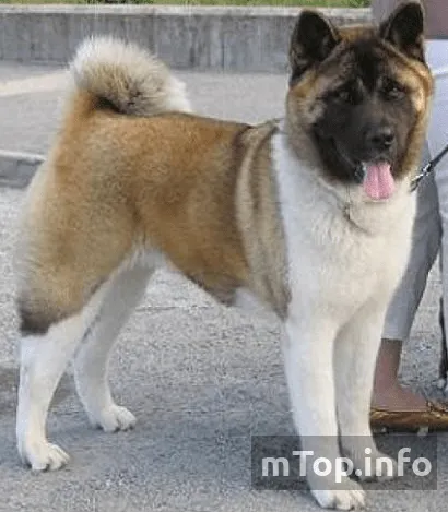 Самая большая собака в мире — ТОП-10. Тибетский мастиф сравнение. 17