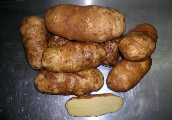 Картофель Инноватор. Сорт картофеля инноватор. 3