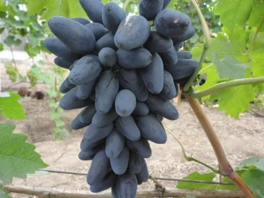 Сорт винограда Викинг — описание сорта, особенности посадки и выращивания. Виноград викинг описание сорта. 5