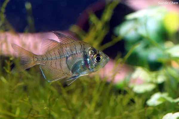Стеклянный окунь — аквариумная рыбка. Окунь рыба фото. 13
