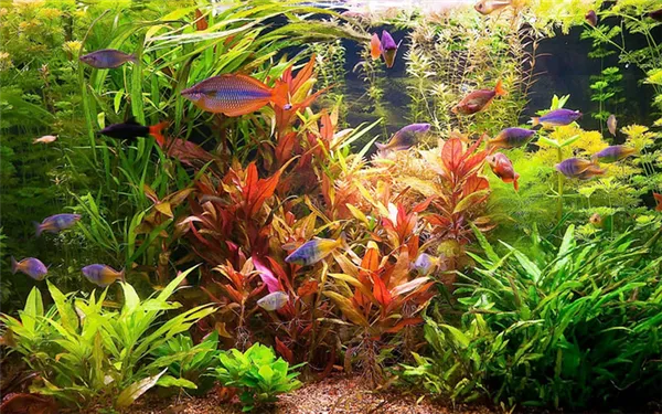 Уход за растениями в аквариуме. Трава для аквариума. 15