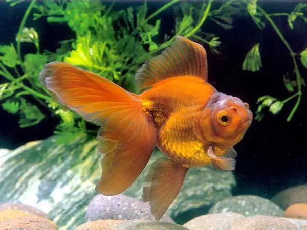 Золотые рыбки: виды. Золотая рыбка фото. 16