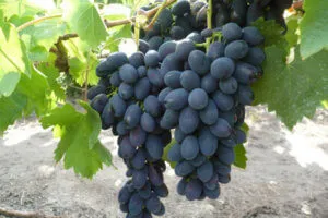 Загадочный сорт винограда — Загадка Шарова. Виноград загадка шарова. 32