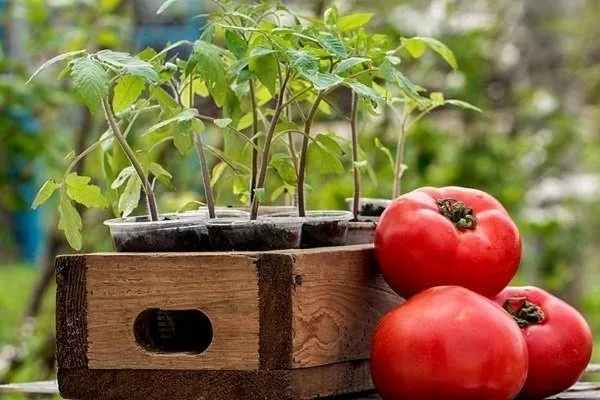 Выращивание помидоров в открытом грунте: от посадки до сбора урожая. Как выращивать помидоры. 20