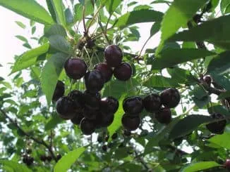 Вишневое дерево – это ягода или фрукт, где растет кустарник вишни. Вишня это дерево или кустарник. 8