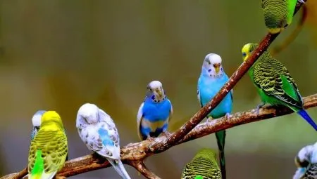 Все о волнистых попугаях. Волнистый попугай фото. 11