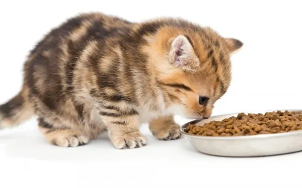 Чем кормить котенка – рацион и особенности правильного питания. Чем кормить котенка. 9