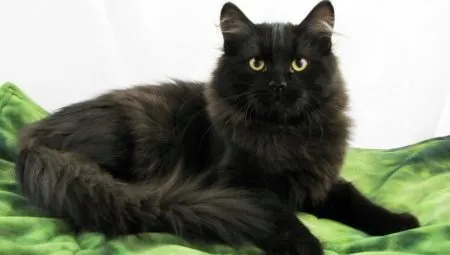 Черная сибирская кошка: описание породы и особенности окраса. Сибирская кошка черная. 17