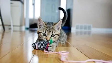 Как сделать игрушку для кошки своими руками. Игрушки для кошек своими руками. 2