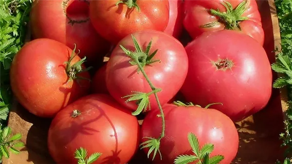 Сорт с потрясающим вкусом, который вы точно полюбите — томат «Малиновый гигант». Томат малиновый гигант. 20