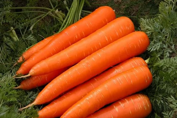 Морковь Королева осени. Морковь королева осени. 1