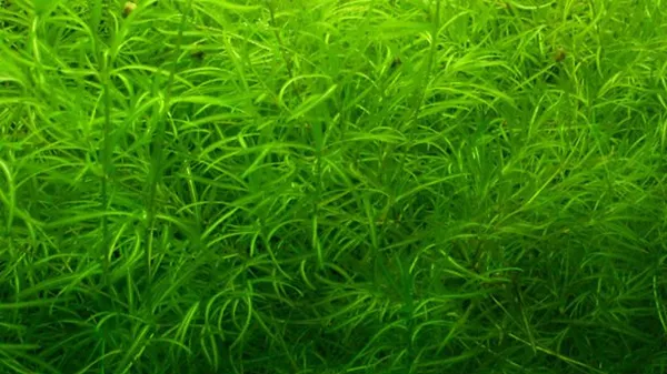 Наяс аквариумное растение содержание размножение фото. Наяс аквариумное растение. 8