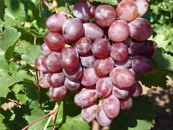 Выращивание винограда Виктория — как посадить и ухаживать. Виноград виктория описание сорта. 12
