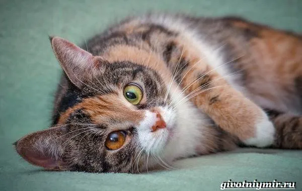 Трехцветная кошка. Особенности, приметы и характер трехцветных кошек. Бывают ли трехцветные коты. 9