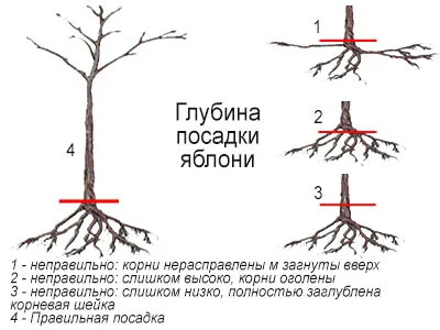 Описание корневой системы яблони 25