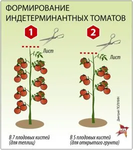 Томат Интуиция 19