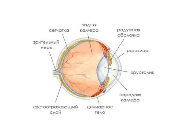 Секреты свечения кошачьих глаз в темноте 16