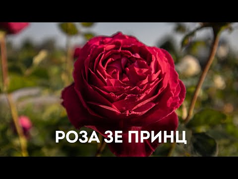 Роза английская Зе Принц (The Prince) 23