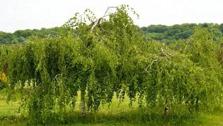 Береза Юнга: описание и выращивание 18