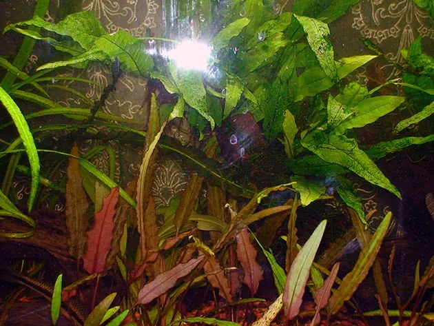 Криптокорина обратноспиральная (Cryptocoryne retrospiralis)