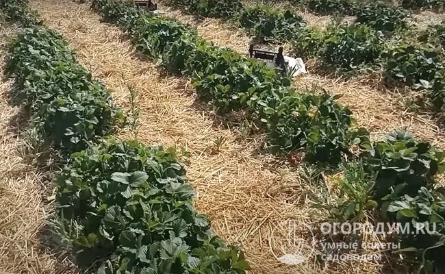 Мульчирование позволяет в дальнейшем не только предотвратить загрязнение ягод землей, но и защитить их от поражения серой гнилью, к которой сорт восприимчив