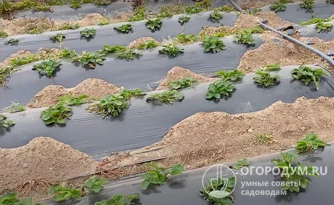 Для более быстрого прогрева почвы, а также при близком залегании грунтовых вод (на глубине менее 1 м от поверхности), делают насыпные гряды