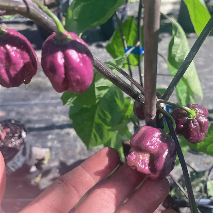 перец Carolina Reaper Purple