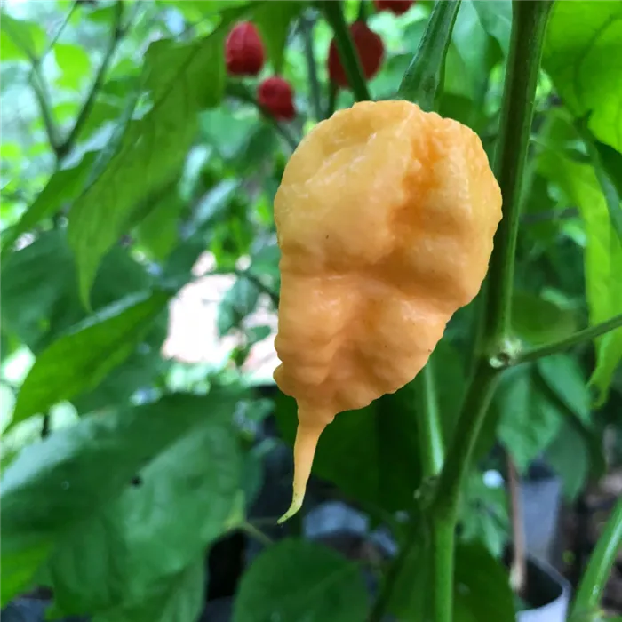 перец Carolina Reaper Peach