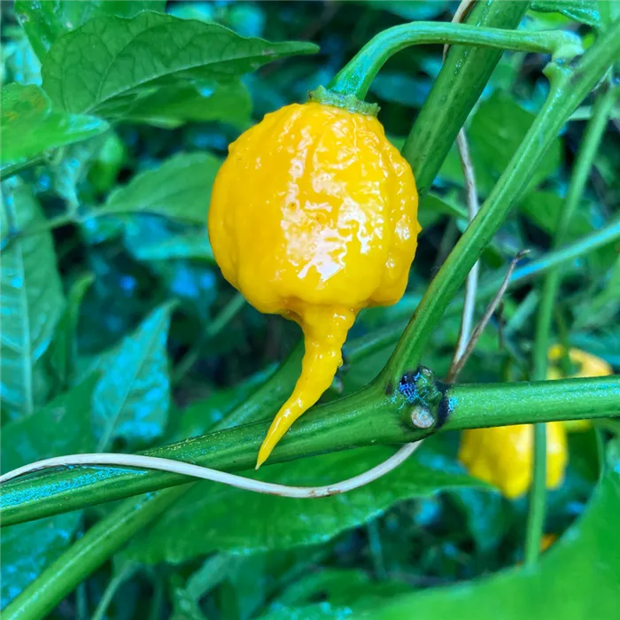 перец Carolina Reaper Yellow