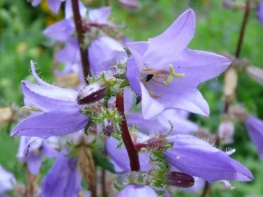 Колокольчик крапиволистный (Campanula trachelium)