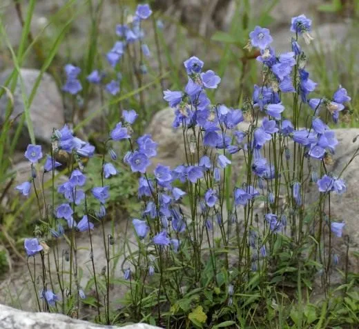 Колокольчик ложечницелистный (Campanula cochleariifolia)