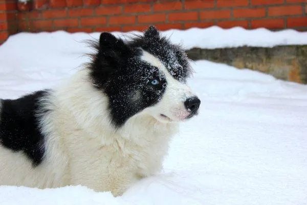 якутская лайка в снегу